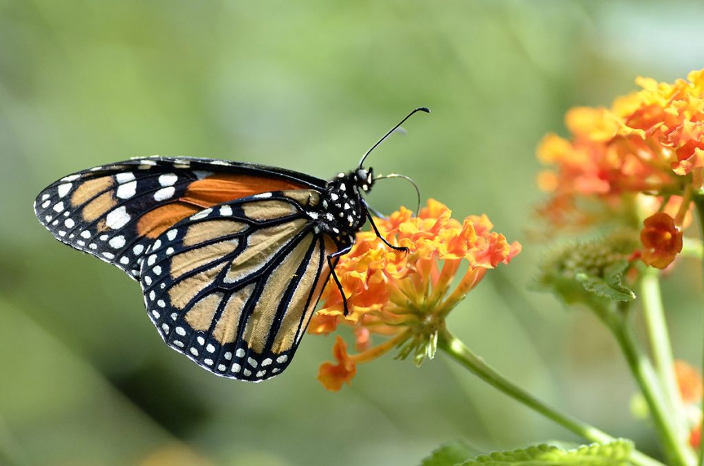 Monarch butterfly