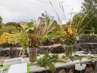Plants at Second September Nature Talk of 2025